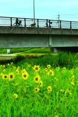 ヒマワリを撮る人　②。。。！