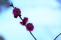 春を呼ぶ声　①。。。！
