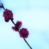 春を呼ぶ声　①。。。！