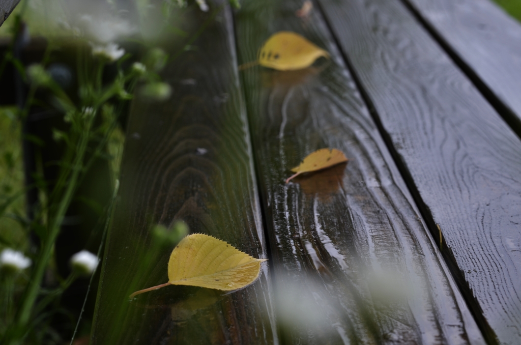雨上がり　③　。。。！