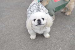 小さな公園　➁。。。！