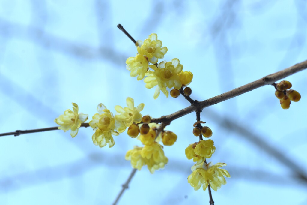 優しく春を告げる　➂。。。！