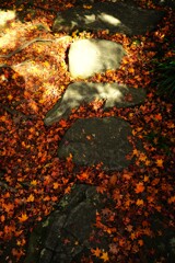 good-byeもみじ彩　⑤。。。！