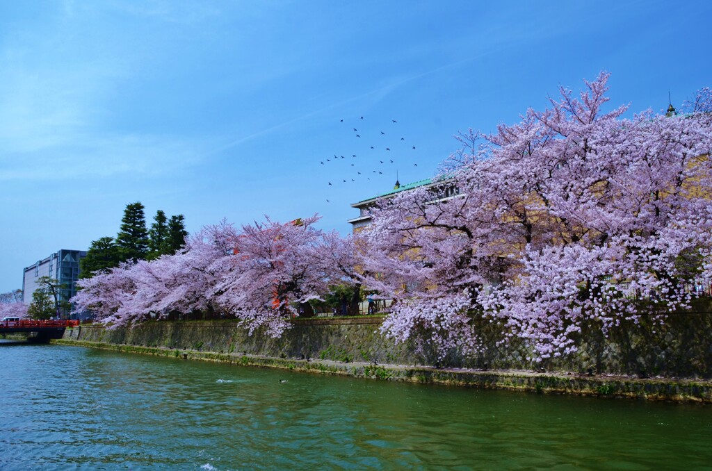 岡崎疎水の春景色。。。！