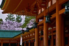 神宮の桜　②。。。！