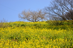 春を楽しむ　①。。。！