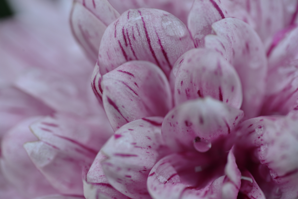 フラワーエッセンス　➂。。。！