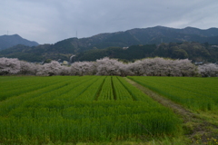 ふるさと山河に咲く　④。。。！