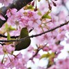 春の伝道師たち　①。。。！