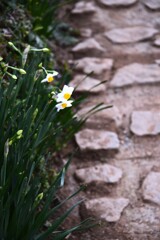 路傍の花　➂。。。！