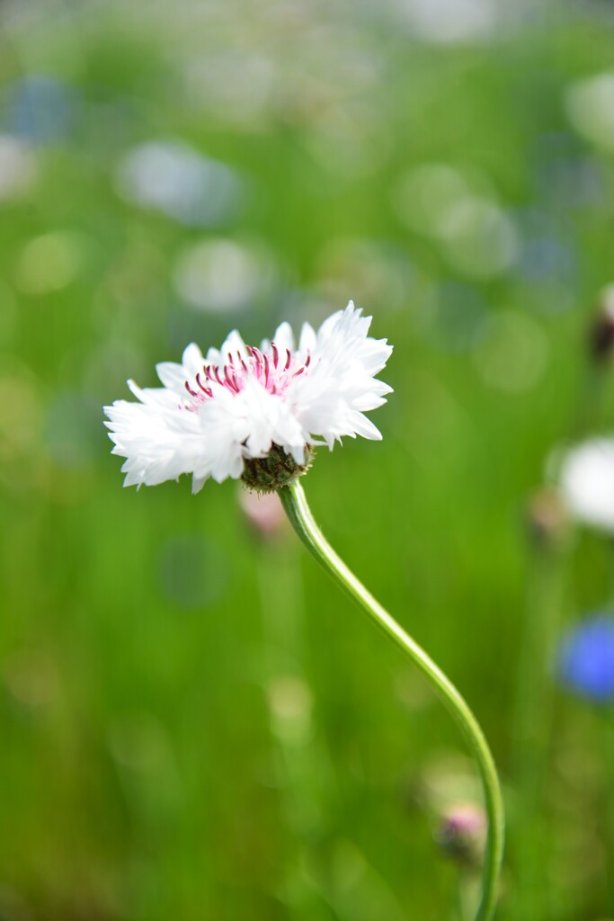 野に咲く花のように　④。。。！