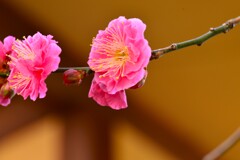 早春の香り　①。。。！
