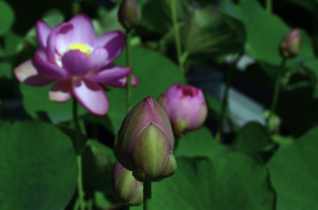 蓮の花　①。。。！