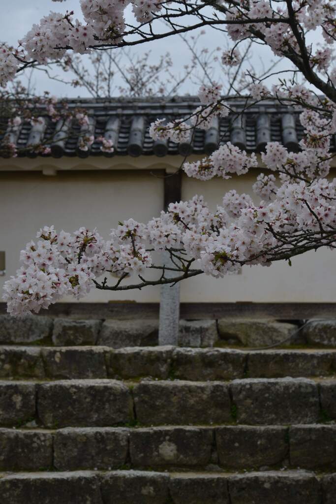松山城．．百花繚乱　➂。。。！