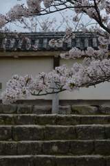 松山城．．百花繚乱　➂。。。！