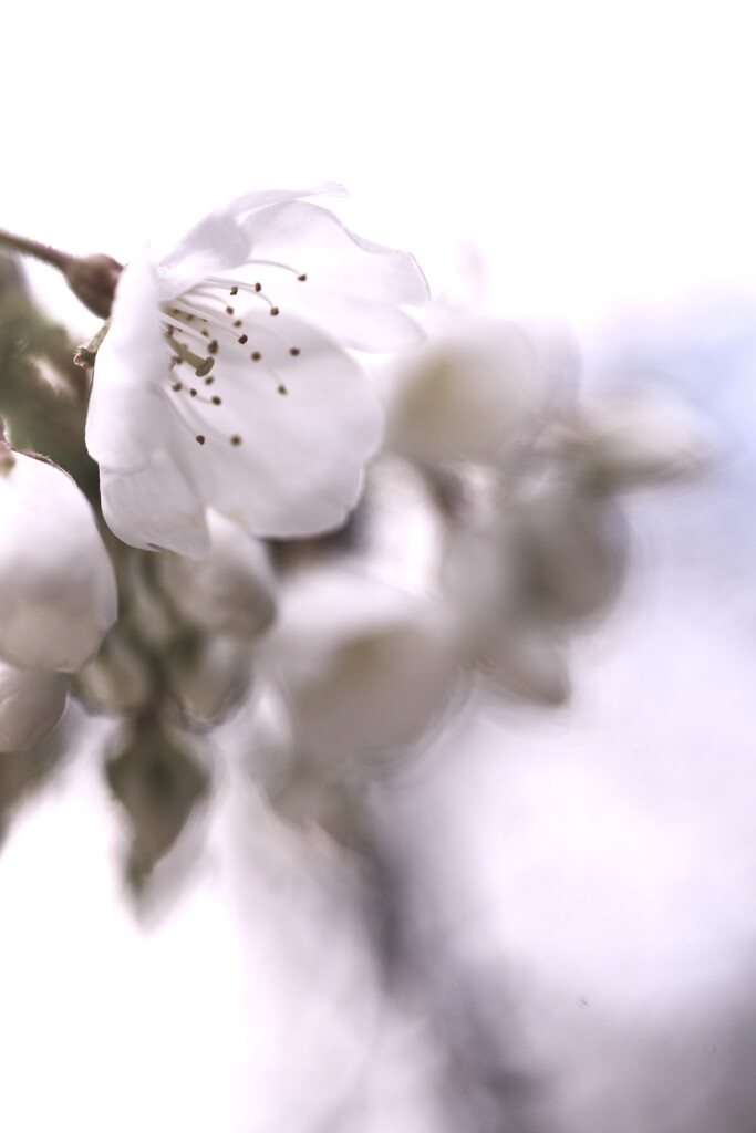 うば桜．．愛しい想い　➁。。。！