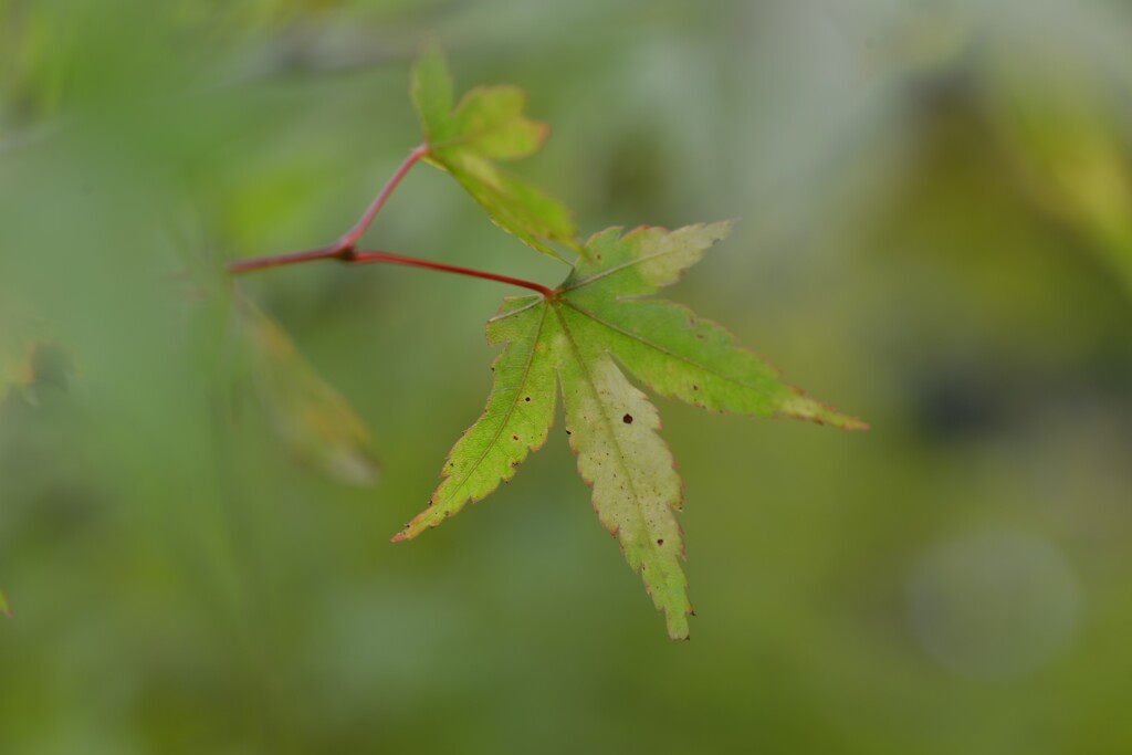 この秋を探して　➂。。。！