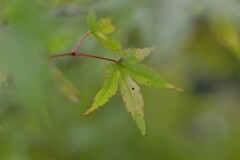 この秋を探して ➂。。。! この秋を探して ➂。。。!