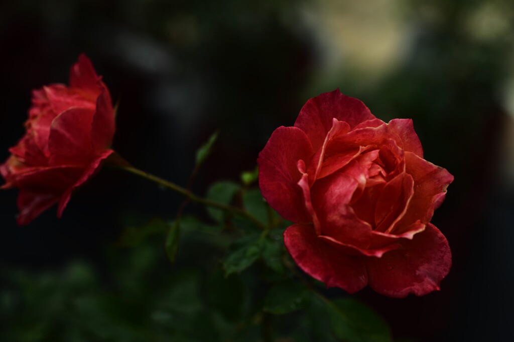 情熱のカルメン幻想曲　➂。。。！