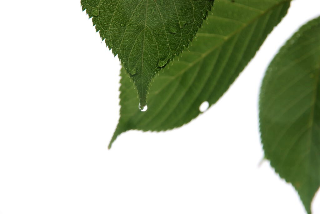 一滴の涙。。。！