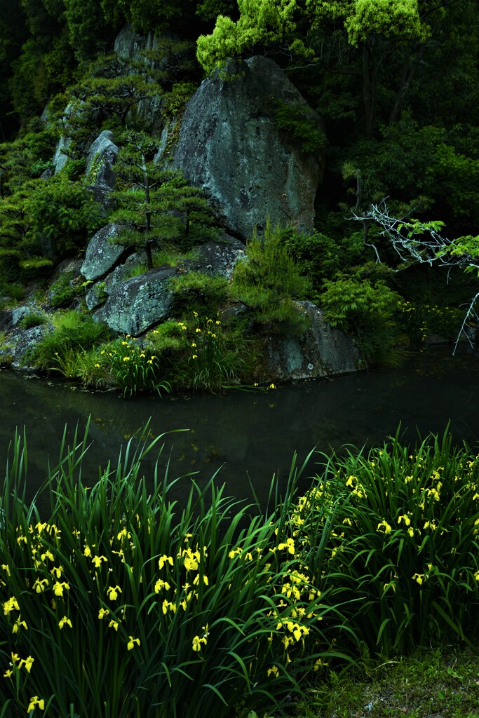 黄色いリボンの咲く公園　①。。。！