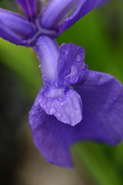 雨に濡れても　③。。。！