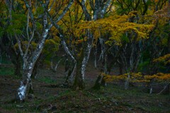 秋彩の森のアリス　②。。。！