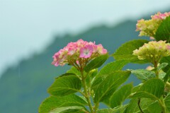 雨の山村に咲く。。。！