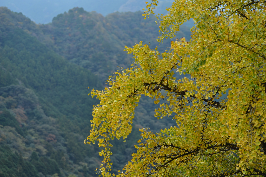 秋の残像　。。。！