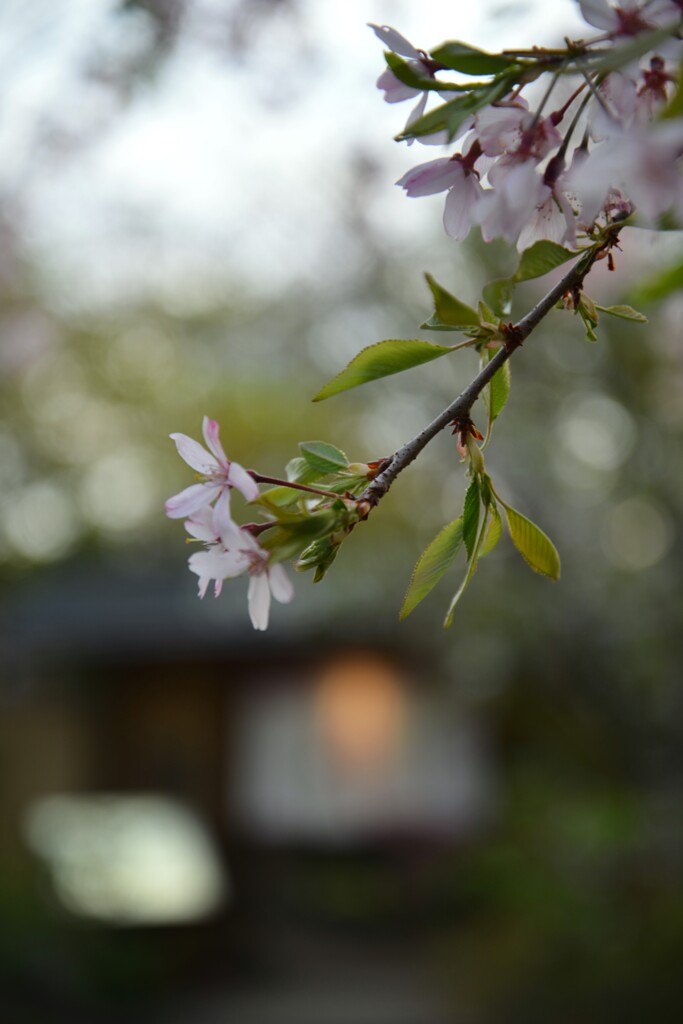 さくら宅急便　➁。。。！