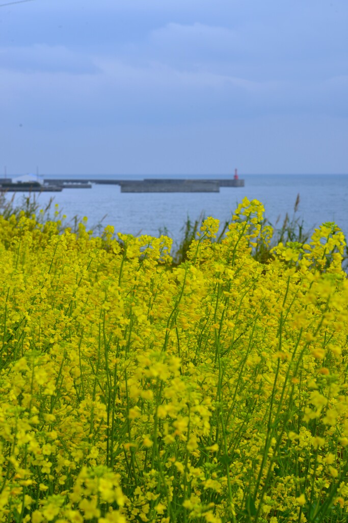 下灘駅と菜の花　①。。。！