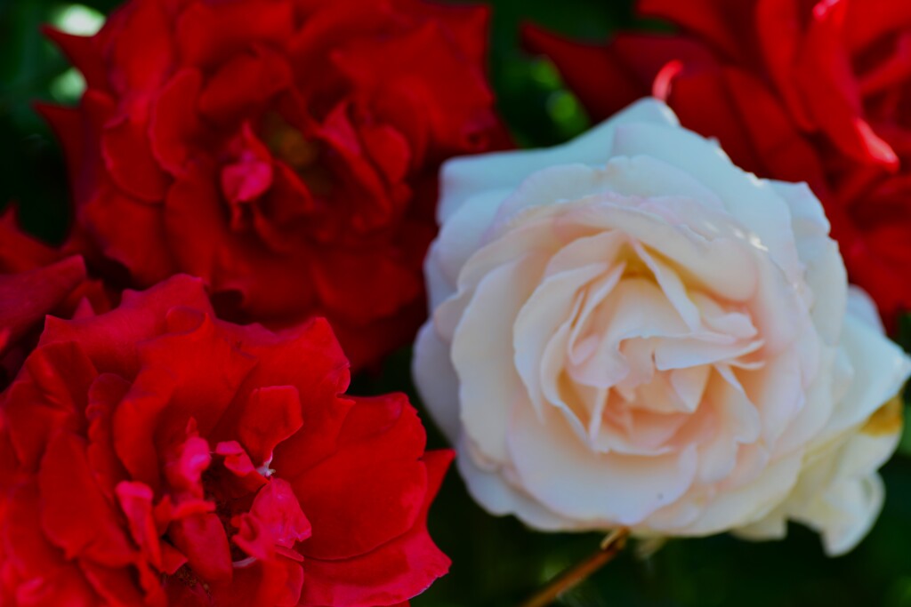 gorgeous rose 　②。。。！