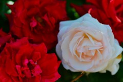 gorgeous rose 　②。。。！