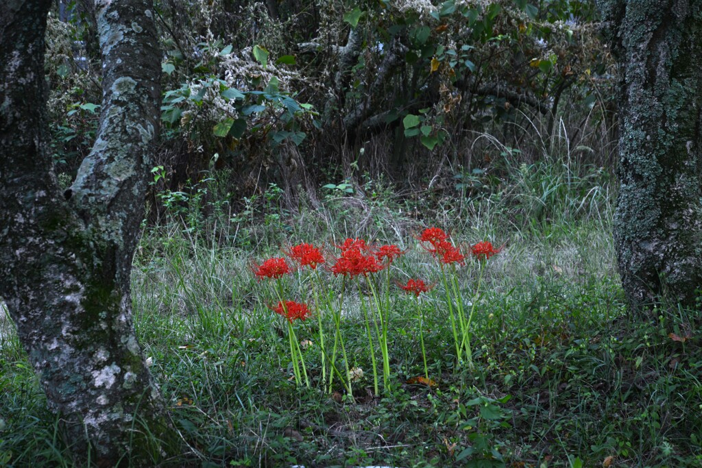 真紅の舞い　①。。。！