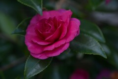 冬に炎えて咲く　④。。。！