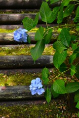 雨あがりの輝き　②。。。！