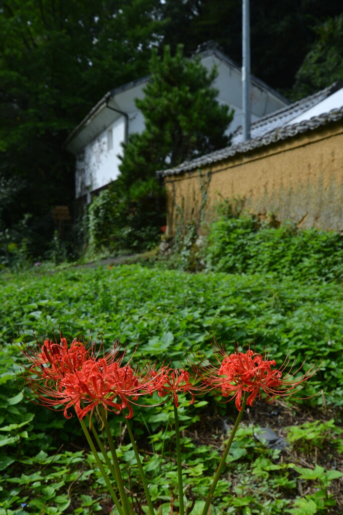 土塀沿いに咲く　➁。。。！