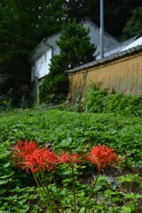 土塀沿いに咲く　➁。。。！