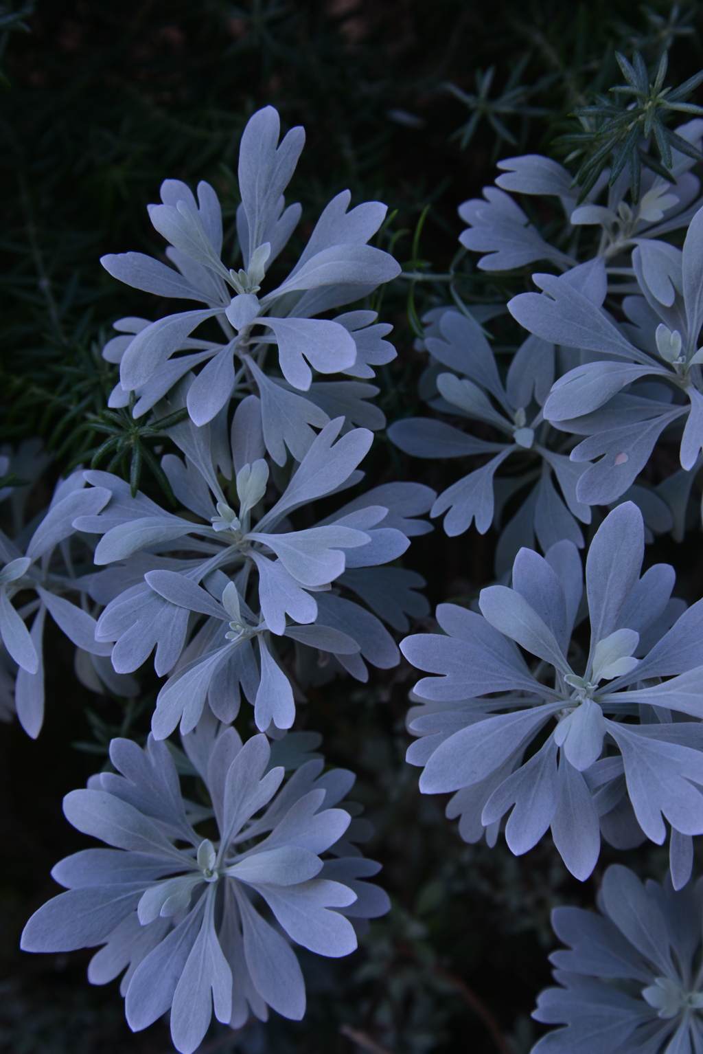 窓辺の花たち　①。。。！