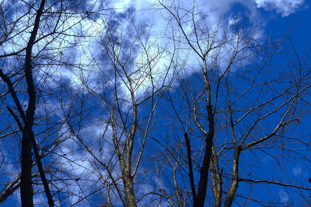 秋空百景　⑤。。。！