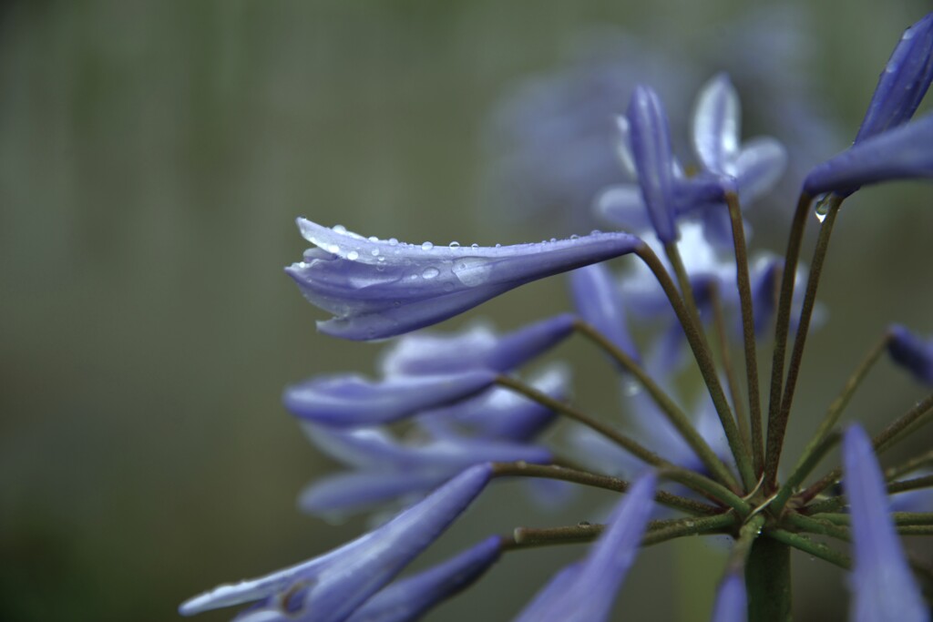 田園の中に咲く　②。。。！