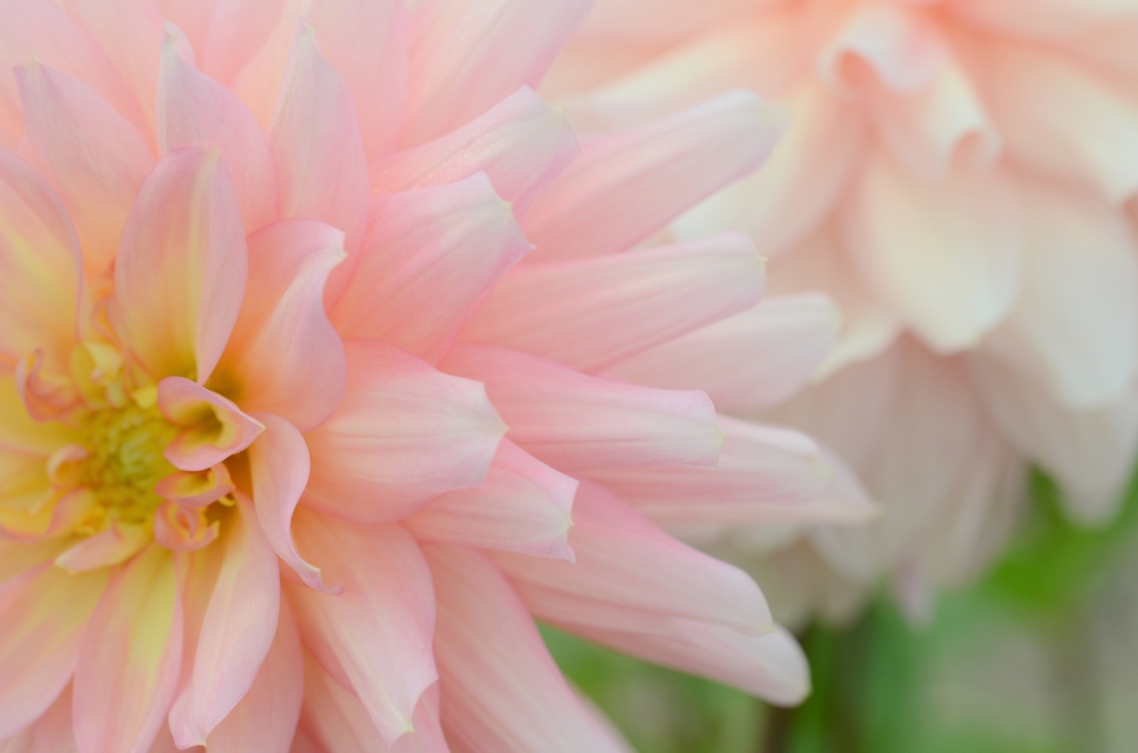 秋の花園　②　。。。！