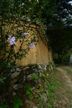 土塀沿いに咲く　①。。。！