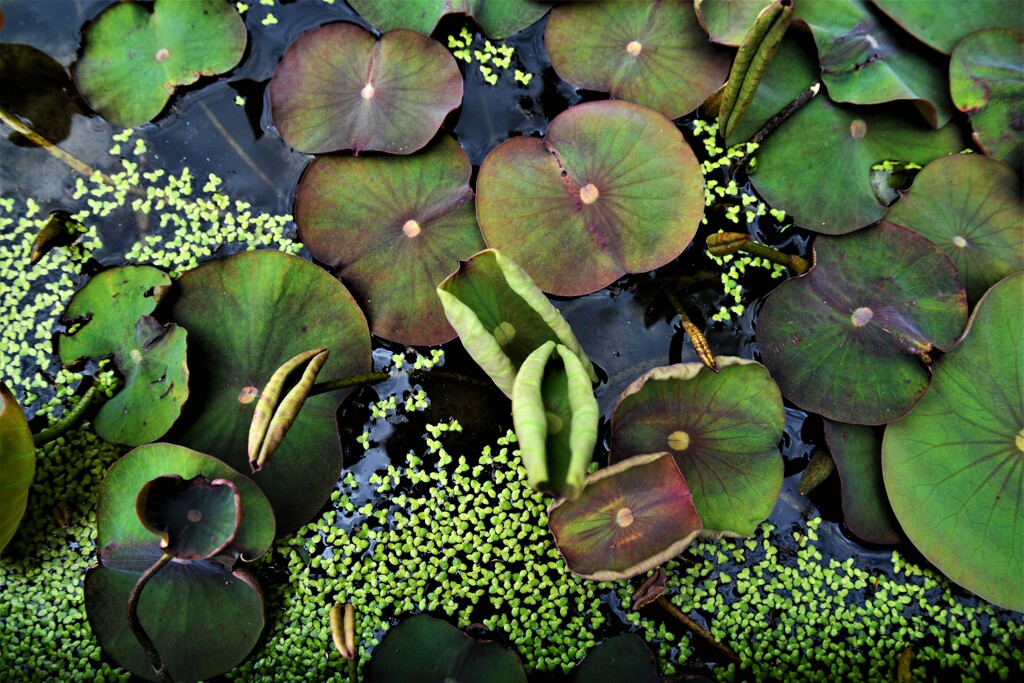 みどりの日　④。。。！