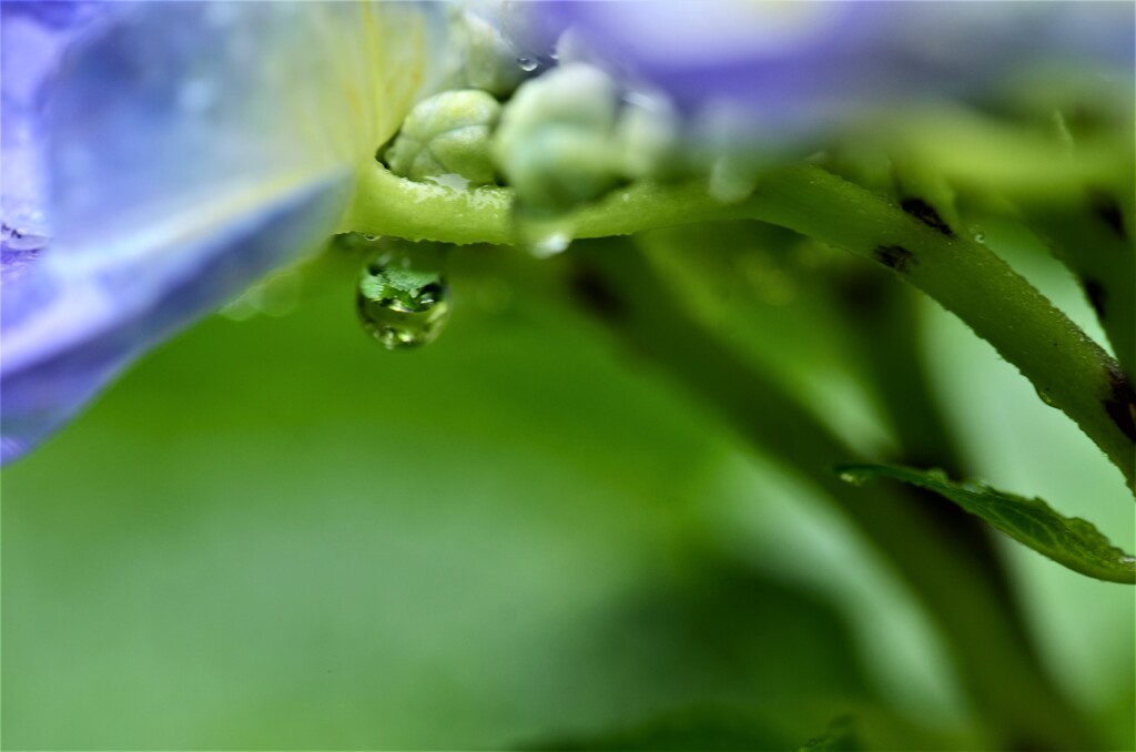 雨粒の中の世界。。。！