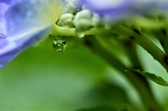 雨粒の中の世界。。。！