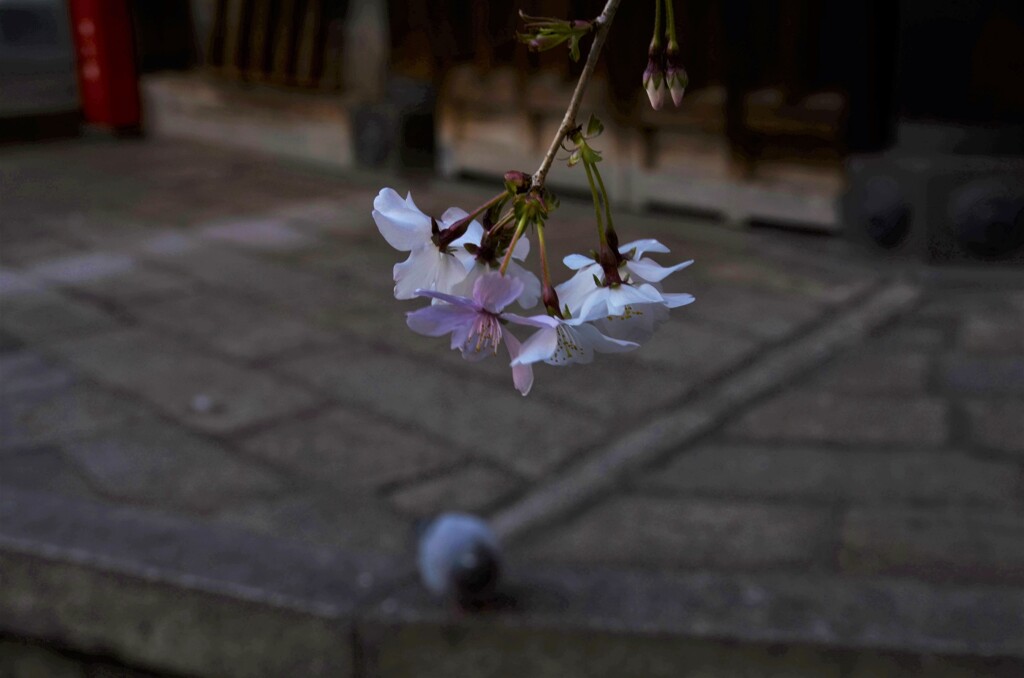 鳩もお花見。。。！