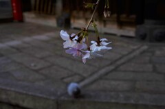 鳩もお花見。。。！