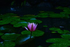 雨の日の情景　④。。。！