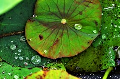 美しい自然の芸術。。。！